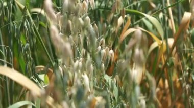 çiftlik yulaf kırpma alanı yeşil ve altın renk