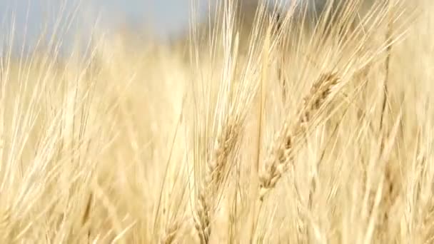 Hermosa granja agrícola de oro, campo de cebada influir en el viento de cerca — Vídeos de Stock