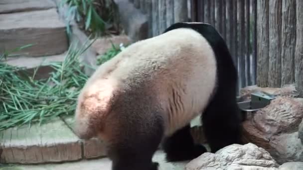 Panda läuft umher und gefährdet Tier aus China — Stockvideo
