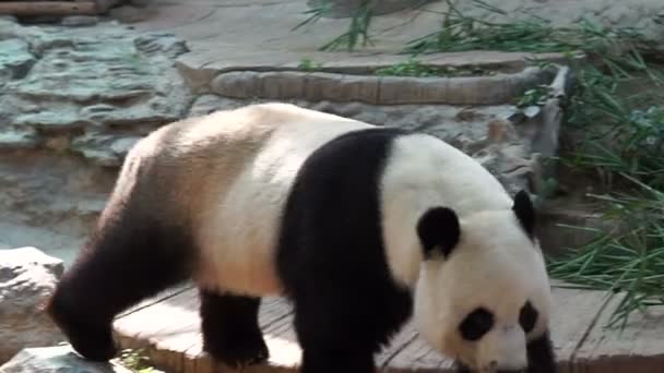 Panda walking around, endanger animal of China — Stock Video