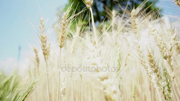 Campo d'orzo verde e dorato ondeggiante nel vento. Sole cielo limpido giorno rallentatore 4k — Video Stock