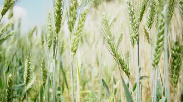 Campo d'orzo verde e dorato ondeggiante nel vento. Sole cielo limpido giorno rallentatore 4k — Video Stock