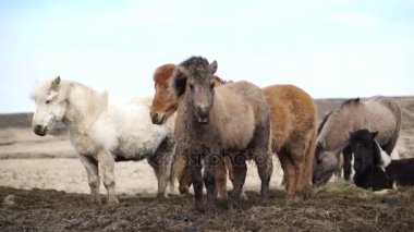 İzlandalı atlar açık alanındaki rüzgarlı güzel Kış saati sırasında. Aşırı hava 4 k vurdu engellemek için çift katman kürk
