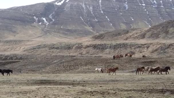 Islandpferde im offenen, windigen, schönen Feld während der Winterzeit. Doppelschicht Fell, um sie vor extremen Witterungsbedingungen zu schützen 4k shot — Stockvideo