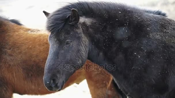 アイスランドの馬の頭のショットのショットを閉じる。風が強く、雪に覆われた環境で馬のたてがみをゆらゆらと立っています。 — ストック動画