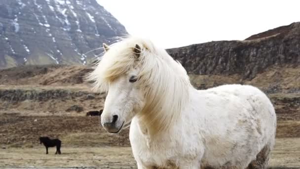 Close up shot of Icelandic horses head shot. Standing with swaying horse's mane in the windy and snowy environment — Stock Video