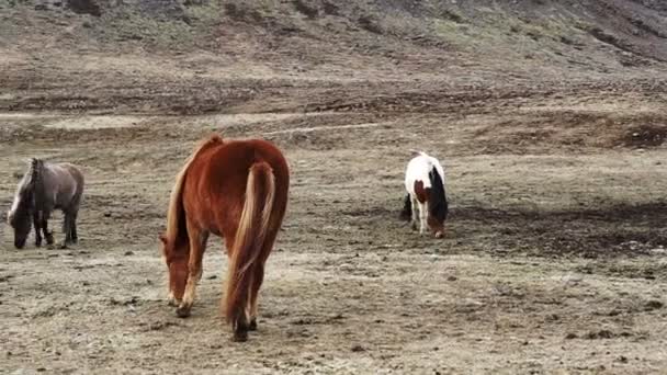 Stádo islandských koní krásné klidné zvíře. Island důležité průmyslové živočišné zemědělské produkce — Stock video