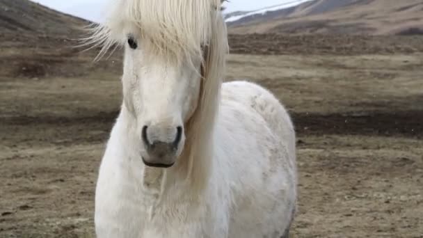 İzlandalı atlar baş shot bardak kadar kapatın. At nalı yele rüzgarlı ve karlı ortamda sallanan ile ayakta — Stok video