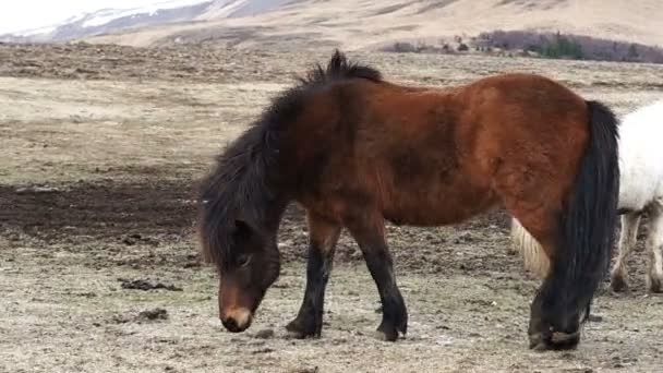 Manada de caballos islandeses hermoso animal tranquilo. Islandia importante Producción ganadera industrial — Vídeo de stock