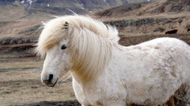 Güzel beyaz İzlanda at portre. Güçlü Rüzgar hareketli at yelesi 