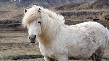 Güzel beyaz İzlanda at portre. Güçlü Rüzgar hareketli at yelesi 