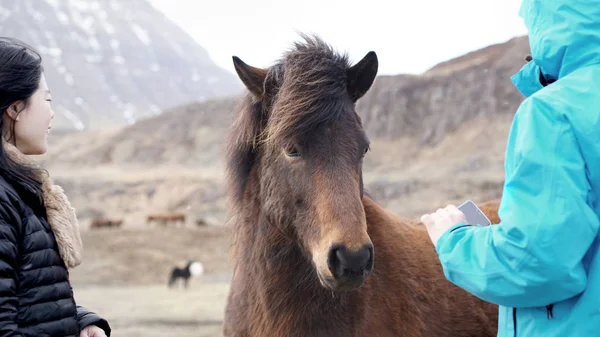 Fotoğraf çekme ve İzlanda at ile oynarken Asya turist — Stok fotoğraf