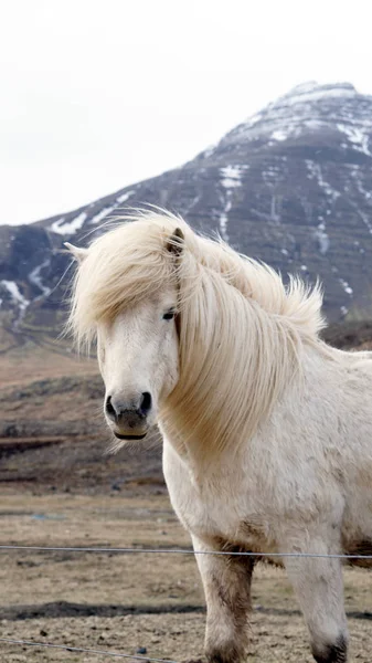 Beautiful white Icelandic horse portrait. Horse mane moving from strong wind — Stock Photo, Image