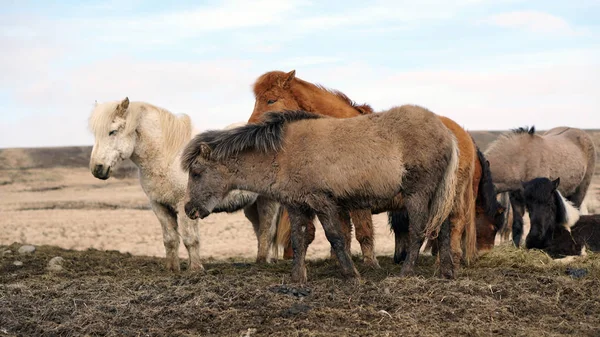 Herd of Icelandic horses in winter ourdoor meadow — Stock Photo, Image