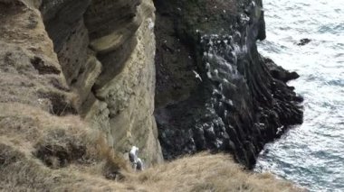 İzlanda martılar cliff Londrangar İzlanda'nın Batı Kıyısı yarımada çevresinde yaşıyor. Yavaş çekimde 120 fps hareket