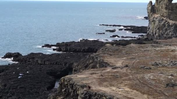 Ισλανδικά γλάρους ζουν στο βράχο γύρω από το Londrangar χερσόνησο στην δυτική ακτή της Ισλανδίας. Βολή σε αργή κίνηση 120 fps — Αρχείο Βίντεο