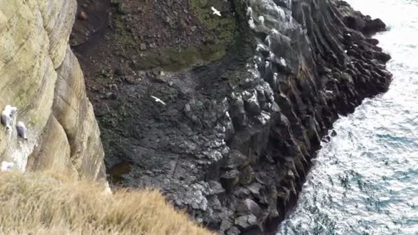 Isländska måsar lever på klippa runt Londrangar i västkusten av Island. Skott i långsam rörelse 120 fps — Stockvideo