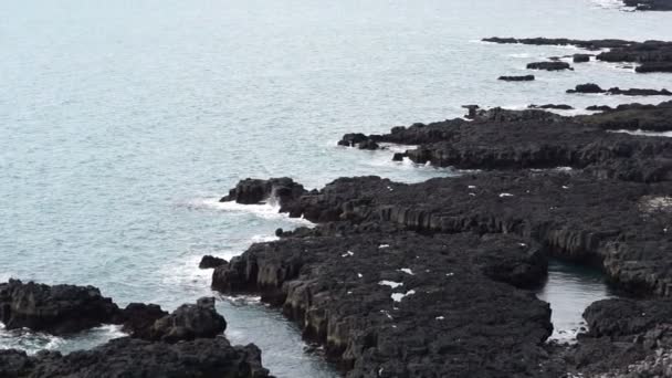 Isländska måsar lever på klippa runt Londrangar i västkusten av Island. Skott i långsam rörelse 120 fps — Stockvideo