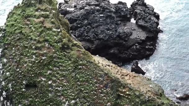 Islandský rackové žijí na útesu kolem Londrangar v západním pobřeží Islandu. Výstřel v pomalém pohybu 120 fps — Stock video