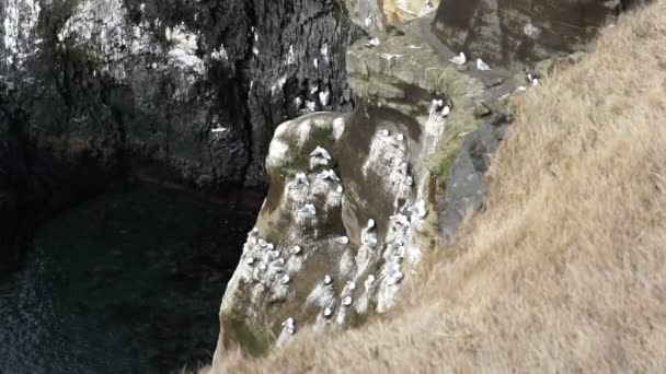 Las gaviotas islandesas viven en el acantilado alrededor de la península de Londrangar, volando alrededor de su mejor momento. Disparo en cámara lenta 120 fps — Vídeos de Stock