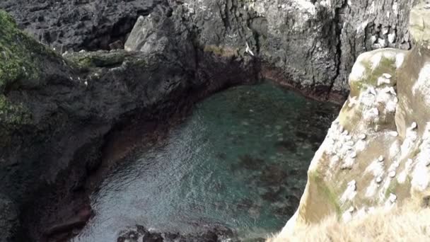 İzlanda martılar cliff Londrangar yarımada, ellerinden geleni uçan çevrede yaşıyor. Yavaş çekimde 120 fps hareket — Stok video