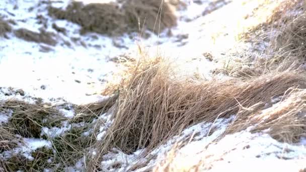 Dried meadow brown grass and snow pile in summer with sun light slow motion 120 fps — Stock Video