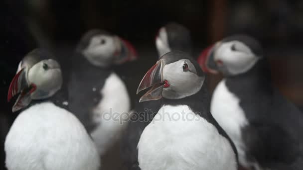 Taxidermie spullen papegaaiduikers vogel verkopen in de winkel. Gevaar van klein dier van West-Europa — Stockvideo