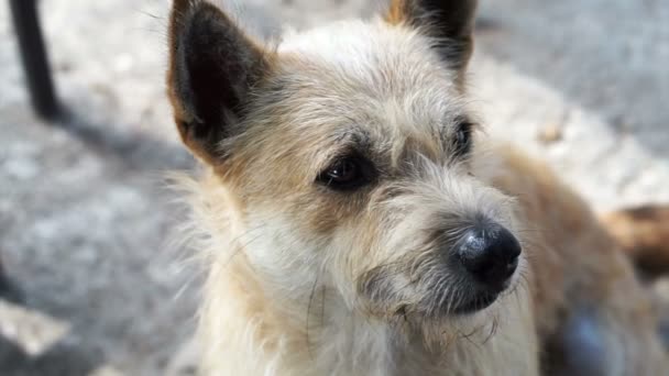 Un perrito callejero sin hogar con piel desordenada. Adoptar y concepto de refugio — Vídeos de Stock