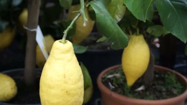 Küçük ağaç bahçe tencerede üzerinde yetiştirilen limon meyve
