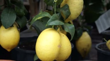 Küçük ağaç bahçe tencerede üzerinde yetiştirilen limon meyve