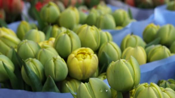 Selling different color tulips in European flower market — Stock Video