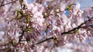 Rüzgarlı bir gün parlak mavi gökyüzü ile sallanan pembe Japon sakura, kiraz çiçeği