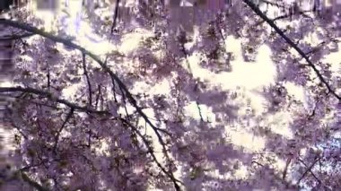 Rüzgarlı bir gün parlak mavi gökyüzü ile sallanan pembe Japon sakura, kiraz çiçeği