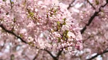 Rüzgarlı bir gün parlak mavi gökyüzü ile sallanan pembe Japon sakura, kiraz çiçeği