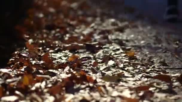 Foglie autunnali secche ammucchiate dal vento. La gente passa di qui al mattino camminando lungo la strada. Scena urbana — Video Stock