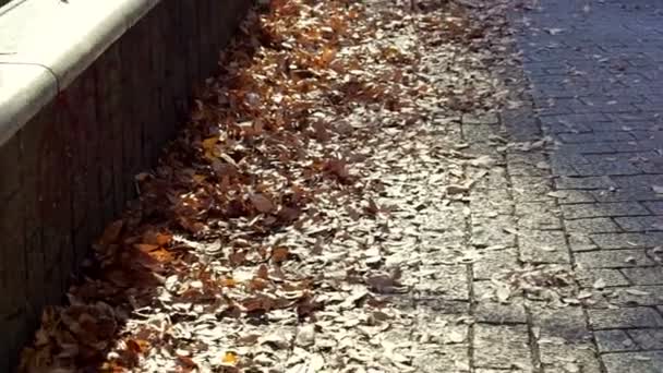 Dried autumn leaves pile blown by wind. People walk by in morning street side walk. Urban scene — Stock Video