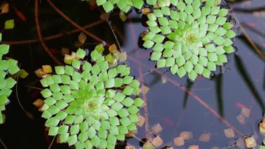 Özel tür güzel geometrik nilüferler yaprak altında Yüzme küçük balık pond yüzen atış