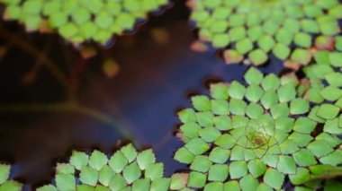 özel tür güzel geometrik nilüferler yaprak altında Yüzme küçük balık pond yüzen 4k vurdu