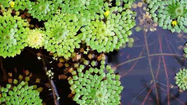 4 k 撮影下で泳ぐ小さな魚を池に浮かぶ幾何学的なスイレン葉の美しい特別な種の — ストック動画