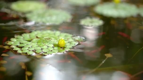 4k zastřelil krásné speciálních druhů listů geometrické lekníny plovoucí v rybníku s malými rybami plujícími pod — Stock video