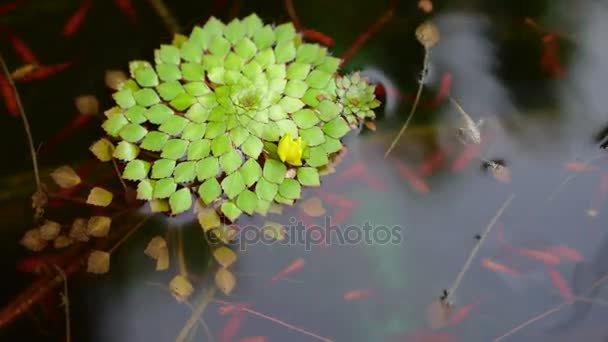 4K tiro de hermosas especies especiales de lirios de agua geométrica hoja flotando en el estanque con peces pequeños nadando bajo — Vídeo de stock