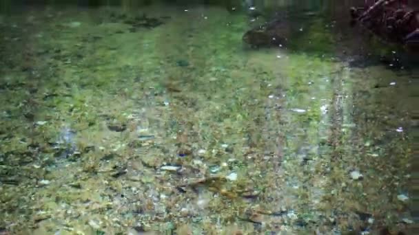 Cachoeira tropical e lagoa de esmeralda. Fluxo de floresta selvagem de Krabi Tailândia — Vídeo de Stock