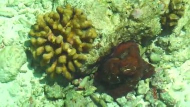 Turkuaz mavi yeşil okyanus altında kamufle ahtapot