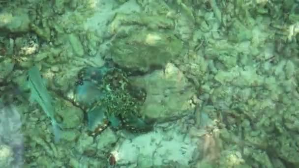 Pulpo camuflado bajo el azul turquesa océano verde — Vídeos de Stock