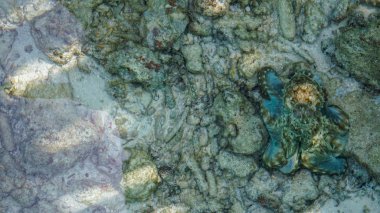 Kamuflaj ahtapot yemek için fırsatlar bekliyor. İş soyut gizleme, karıştırma ve sabır