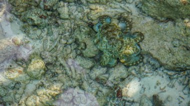 Kamuflaj ahtapot yemek için fırsatlar bekliyor. İş soyut gizleme, karıştırma ve sabır