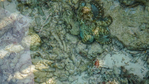 Camouflage octopus wachten op kansen. Zakelijke abstracte verbergen, mengen en geduld — Stockfoto