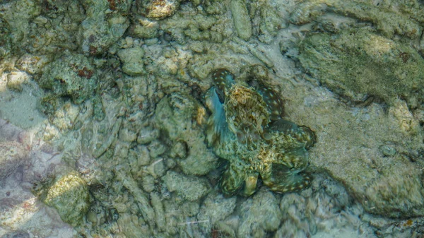 Camouflage octopus wachten op kansen. Zakelijke abstracte verbergen, mengen en geduld — Stockfoto