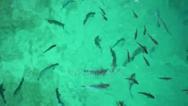 Silver reef fiskstim kommer äta för utfodring verksamhet sköt rörelsen och stänk i slow motion — Stockvideo