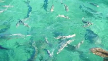 Resif balık sürüsü toplamak Maldivler faaliyet beslenmesi için. Balık yüzme ve yemek için mücadele 